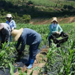 Família de agricultores trabalhando em regime de economia familiar no campo