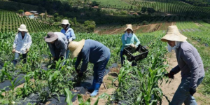 Família de agricultores trabalhando em regime de economia familiar no campo